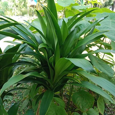 ホテル Som Palmgarden Ko Lanta エクステリア 写真