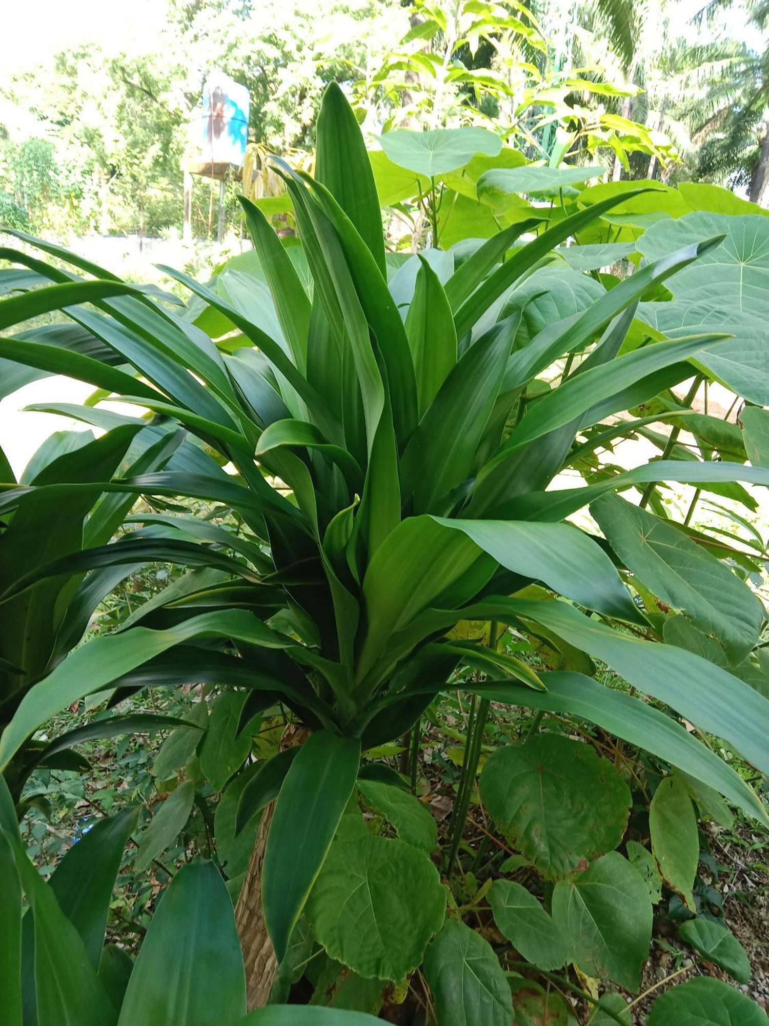 ホテル Som Palmgarden Ko Lanta エクステリア 写真