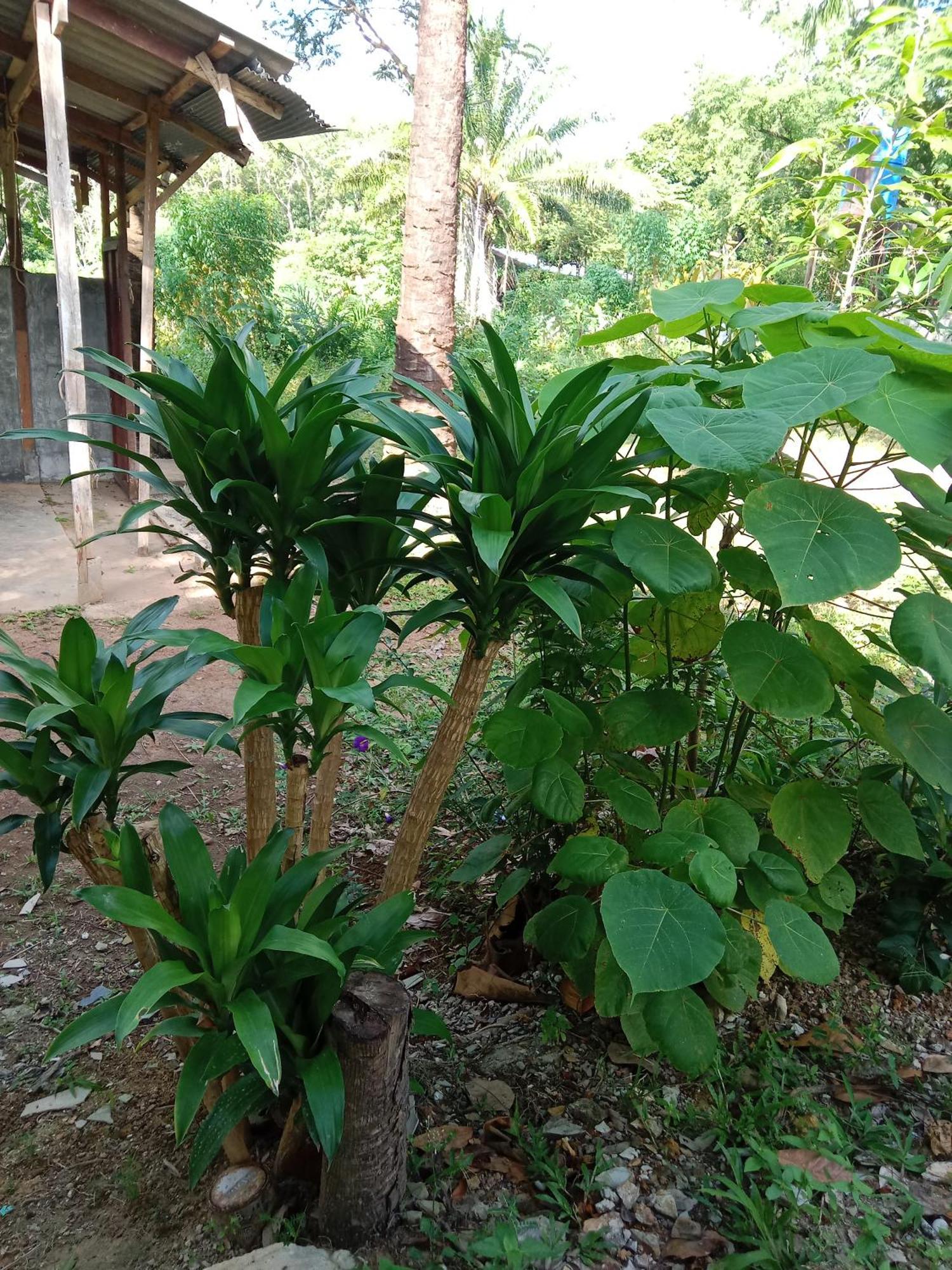 ホテル Som Palmgarden Ko Lanta エクステリア 写真
