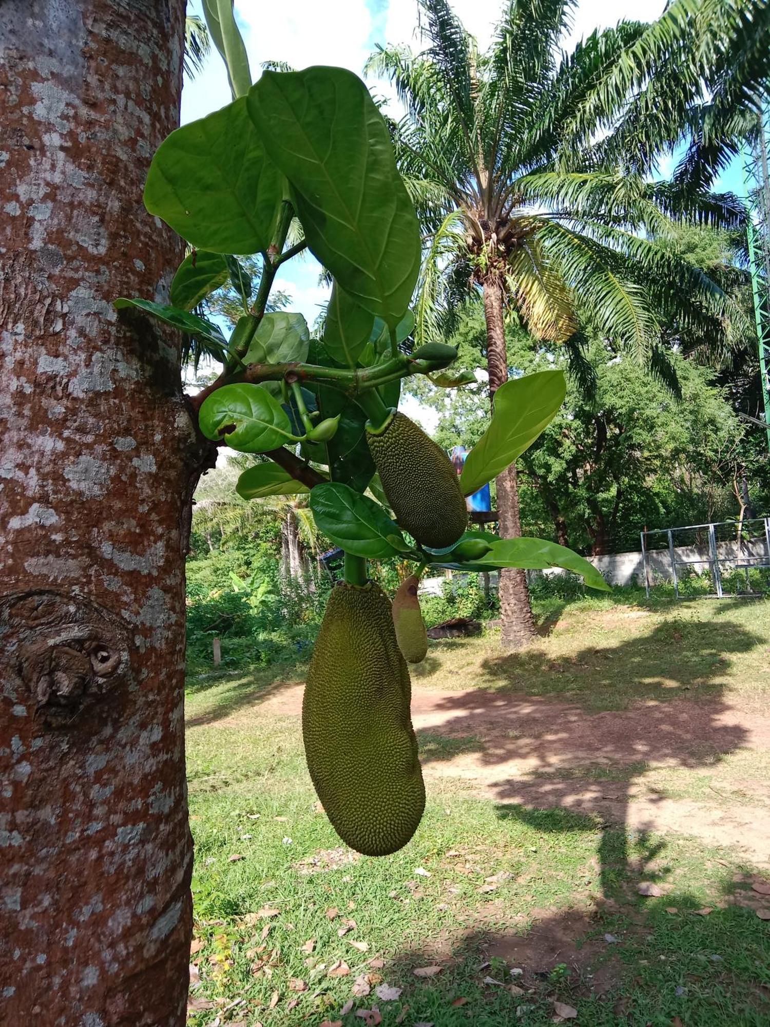 ホテル Som Palmgarden Ko Lanta エクステリア 写真