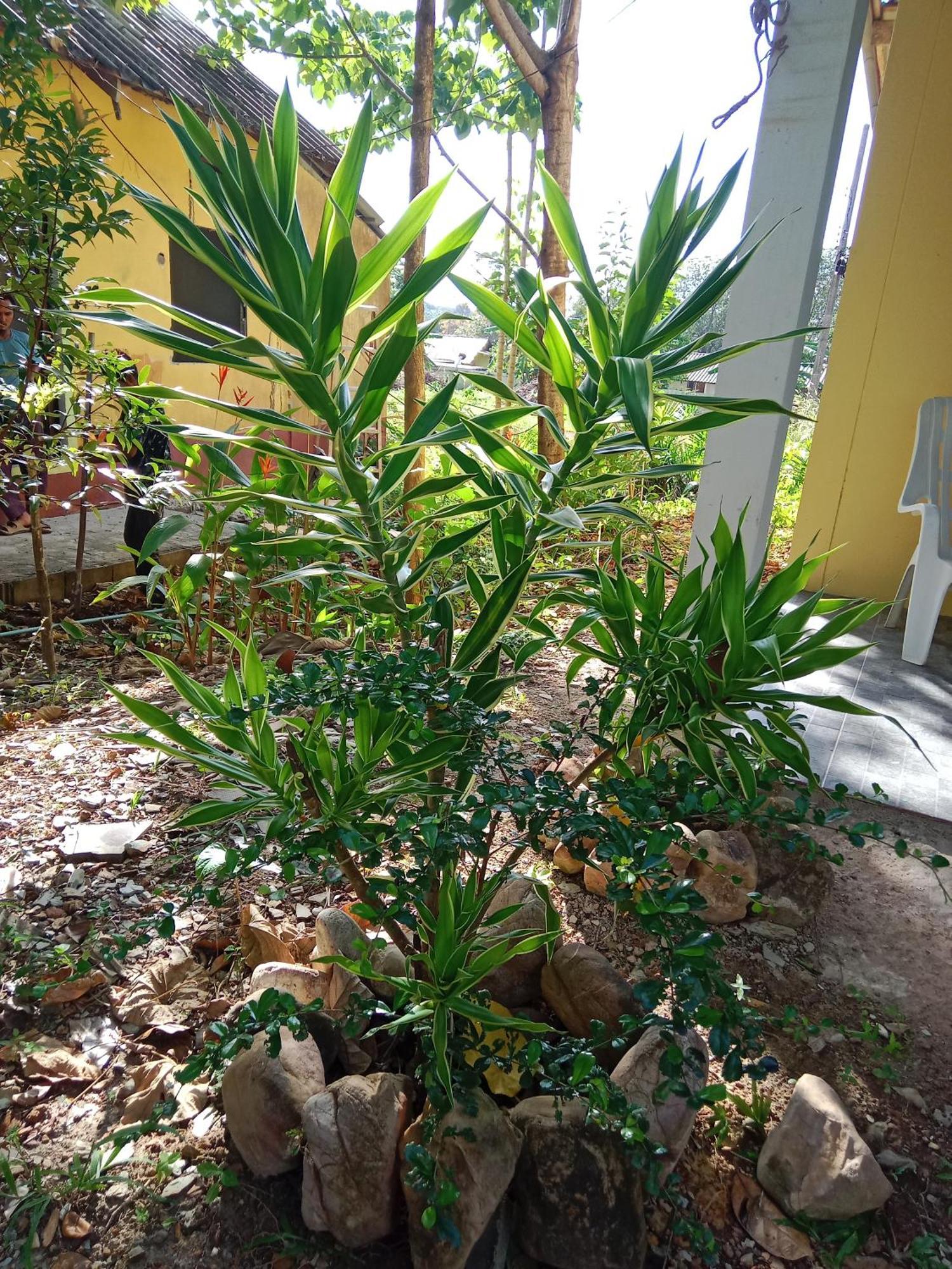 ホテル Som Palmgarden Ko Lanta エクステリア 写真